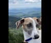 Murphy, a Greyhound and Whippet mix tested with EmbarkVet.com