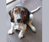 Barney, a Beagle and Basset Hound mix tested with EmbarkVet.com