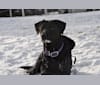 Abby, a German Shorthaired Pointer and Labrador Retriever mix tested with EmbarkVet.com