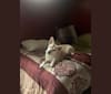 Photo of Molly, an American Pit Bull Terrier, German Shepherd Dog, Alaskan Malamute, Labrador Retriever, Chow Chow, and Mixed mix in Garden City, Michigan, USA
