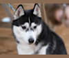 Shiva, a Siberian Husky tested with EmbarkVet.com