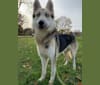 Kepler, a Siberian Husky and German Shepherd Dog mix tested with EmbarkVet.com