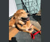 Teddy, a Labrador Retriever and German Shepherd Dog mix tested with EmbarkVet.com