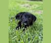 Photo of Maverick, a German Shepherd Dog, Australian Cattle Dog, American Pit Bull Terrier, Labrador Retriever, and Mixed mix in Park Hill, Oklahoma, USA