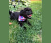 Gia, a Chihuahua and Pug mix tested with EmbarkVet.com