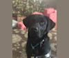 Bayou, a Labrador Retriever and American Staffordshire Terrier mix tested with EmbarkVet.com