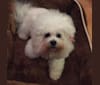 Georgia Caroline, a Bichon Frise tested with EmbarkVet.com