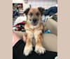 Princess Olivia Jane, a Siberian Husky and Chow Chow mix tested with EmbarkVet.com