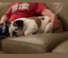 Maisie, a Bulldog tested with EmbarkVet.com