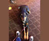 GOLDA, a Doberman Pinscher and German Shepherd Dog mix tested with EmbarkVet.com