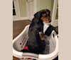 Hazel, a Black and Tan Coonhound and German Shepherd Dog mix tested with EmbarkVet.com