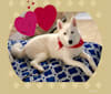 Luna, a Siberian Husky tested with EmbarkVet.com