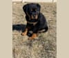 Photo of Lochavens Oakley, a Rottweiler  in Hooper, UT, USA