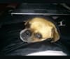 Ernie, a Pug and Toy Fox Terrier mix tested with EmbarkVet.com