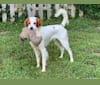 Photo of Scout, a Brittany and Llewellin Setter mix in New Jersey, USA