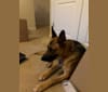 Takeda, a German Shepherd Dog and Boxer mix tested with EmbarkVet.com
