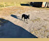 Mist, an Australian Cattle Dog and Australian Shepherd mix tested with EmbarkVet.com