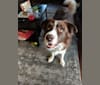 Atlas Mussatti, a Border Collie tested with EmbarkVet.com