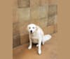 Rosie, a Golden Retriever and Great Pyrenees mix tested with EmbarkVet.com