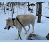 Hunter, an Alaskan Malamute and Greenland Dog mix tested with EmbarkVet.com