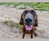 River Styx Dirtdog Hank, a Redbone Coonhound tested with EmbarkVet.com