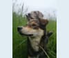 Winnie, an Eastern European Village Dog tested with EmbarkVet.com