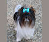 Giorgio, a Biewer Terrier tested with EmbarkVet.com
