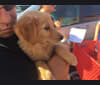 Dora, a Treeing Walker Coonhound and Labrador Retriever mix tested with EmbarkVet.com