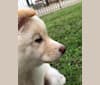 Daisy, a Japanese or Korean Village Dog and Jindo mix tested with EmbarkVet.com
