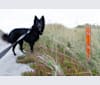 Akila Viura, a German Shepherd Dog and Chow Chow mix tested with EmbarkVet.com