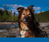 Farley, a Border Collie and Collie mix tested with EmbarkVet.com