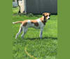 Tango, a Treeing Walker Coonhound and American Pit Bull Terrier mix tested with EmbarkVet.com