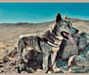 Huginn, a Siberian Husky and American Pit Bull Terrier mix tested with EmbarkVet.com