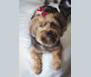 Poppy, a Yorkshire Terrier tested with EmbarkVet.com