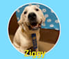Ziggy Stardust, a Great Pyrenees and American Staffordshire Terrier mix tested with EmbarkVet.com