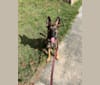 Photo of Hektor, a Belgian Malinois and German Shepherd Dog mix in Rector, AR, USA