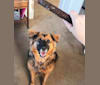 Photo of Max, a German Shepherd Dog, Labrador Retriever, and Golden Retriever mix in Delaware, USA
