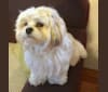 Simi, a Maltese and Lhasa Apso mix tested with EmbarkVet.com