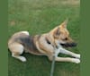 Noah, a German Shepherd Dog and Siberian Husky mix tested with EmbarkVet.com