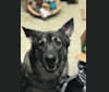 Zora, a German Shepherd Dog and Alaskan Malamute mix tested with EmbarkVet.com
