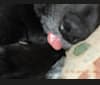 Ben-Oni, a Labrador Retriever and Australian Cattle Dog mix tested with EmbarkVet.com