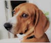 Kipi, a Redbone Coonhound and Boxer mix tested with EmbarkVet.com