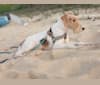Paumalu Stretchy Stretch, a Wire Fox Terrier tested with EmbarkVet.com