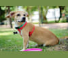Churro, a Chihuahua and Poodle (Small) mix tested with EmbarkVet.com