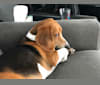 Mac, a Beagle and Basset Hound mix tested with EmbarkVet.com
