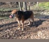 BEAR dog, a Labrador Retriever and German Shepherd Dog mix tested with EmbarkVet.com