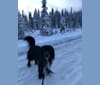 Photo of Beauregard, a Cocker Spaniel, Mountain Cur, Alaskan Malamute, Border Collie, and Mixed mix in Delta Junction, AK, USA