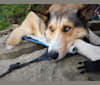 Kai, a Shetland Sheepdog and Siberian Husky mix tested with EmbarkVet.com