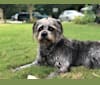 Photo of Garbage Bin, a Miniature Schnauzer, Australian Shepherd, American Pit Bull Terrier, and American Staffordshire Terrier mix in Gloucester, Virginia, USA