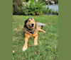 Odin, a Rottweiler and German Shepherd Dog mix tested with EmbarkVet.com